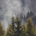 Mass Timber, un futuro sostenible